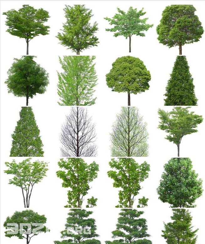 TREES NO BACKGROUND PNG