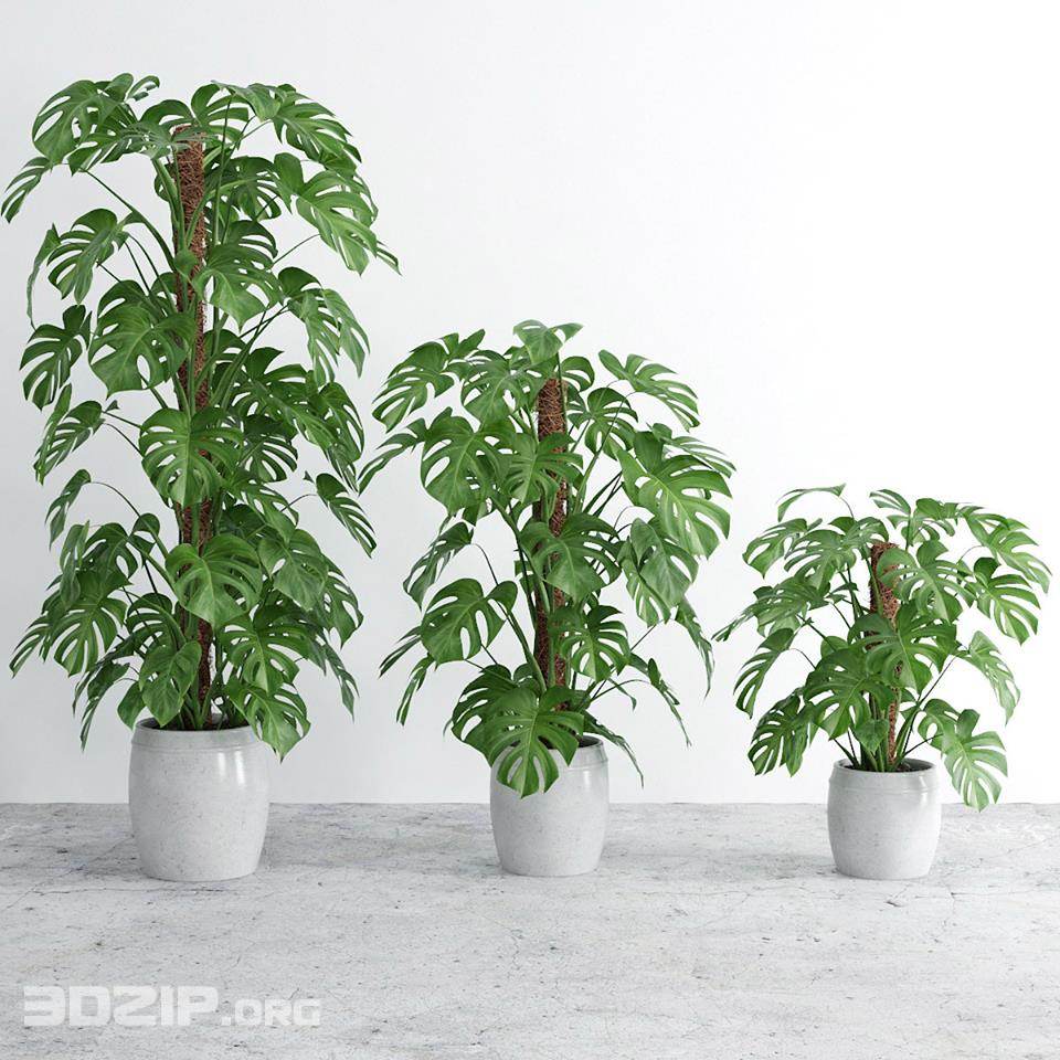 3d plant Model 145 free download
