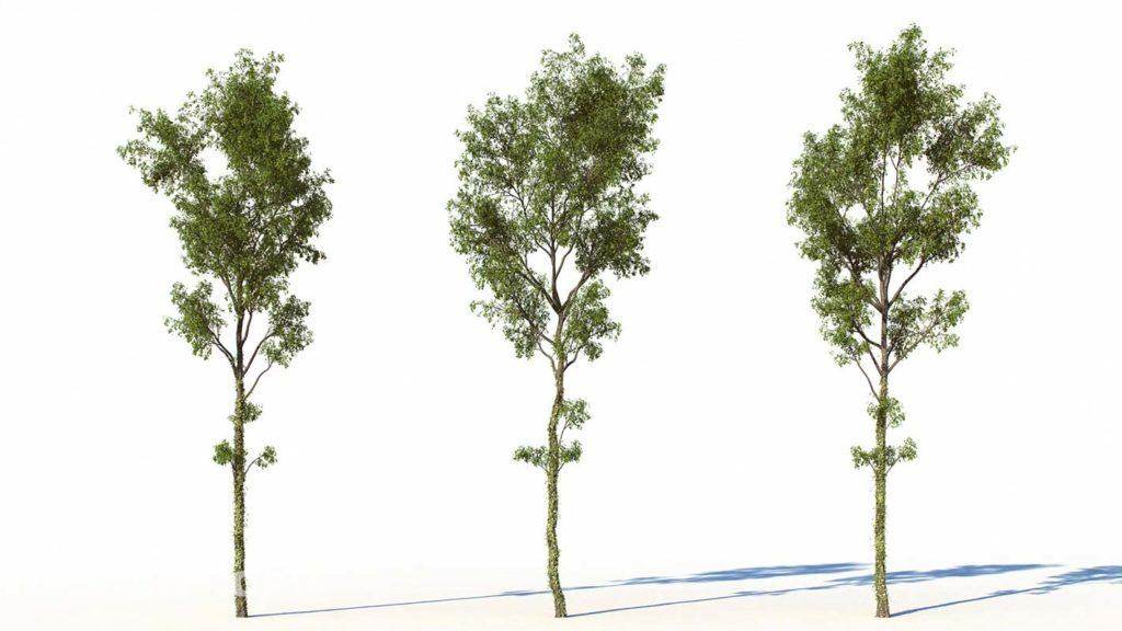Free Trees 3D Models