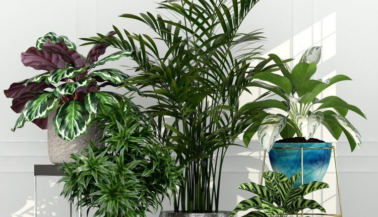 3d Plants Model 321 Free Download 1