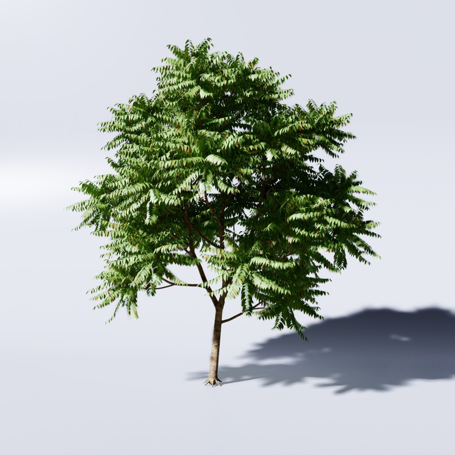 3d Cay Khe (Starfruit tree) Model 407 Free Download