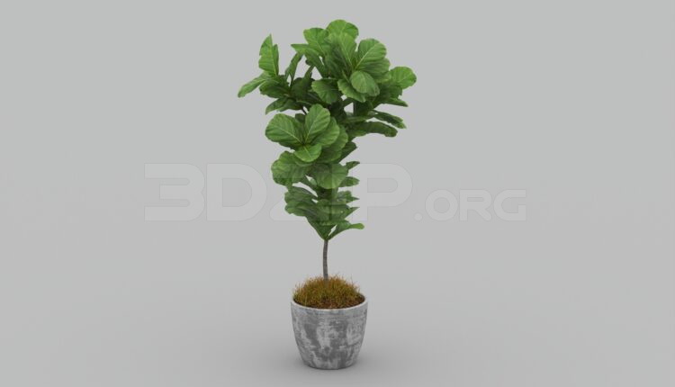 466. Free 3D Plant Model Download