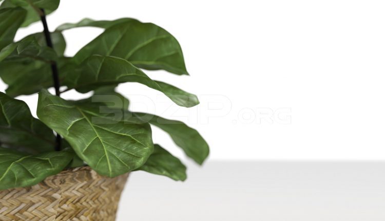 5499. Free 3D Plant Model Download